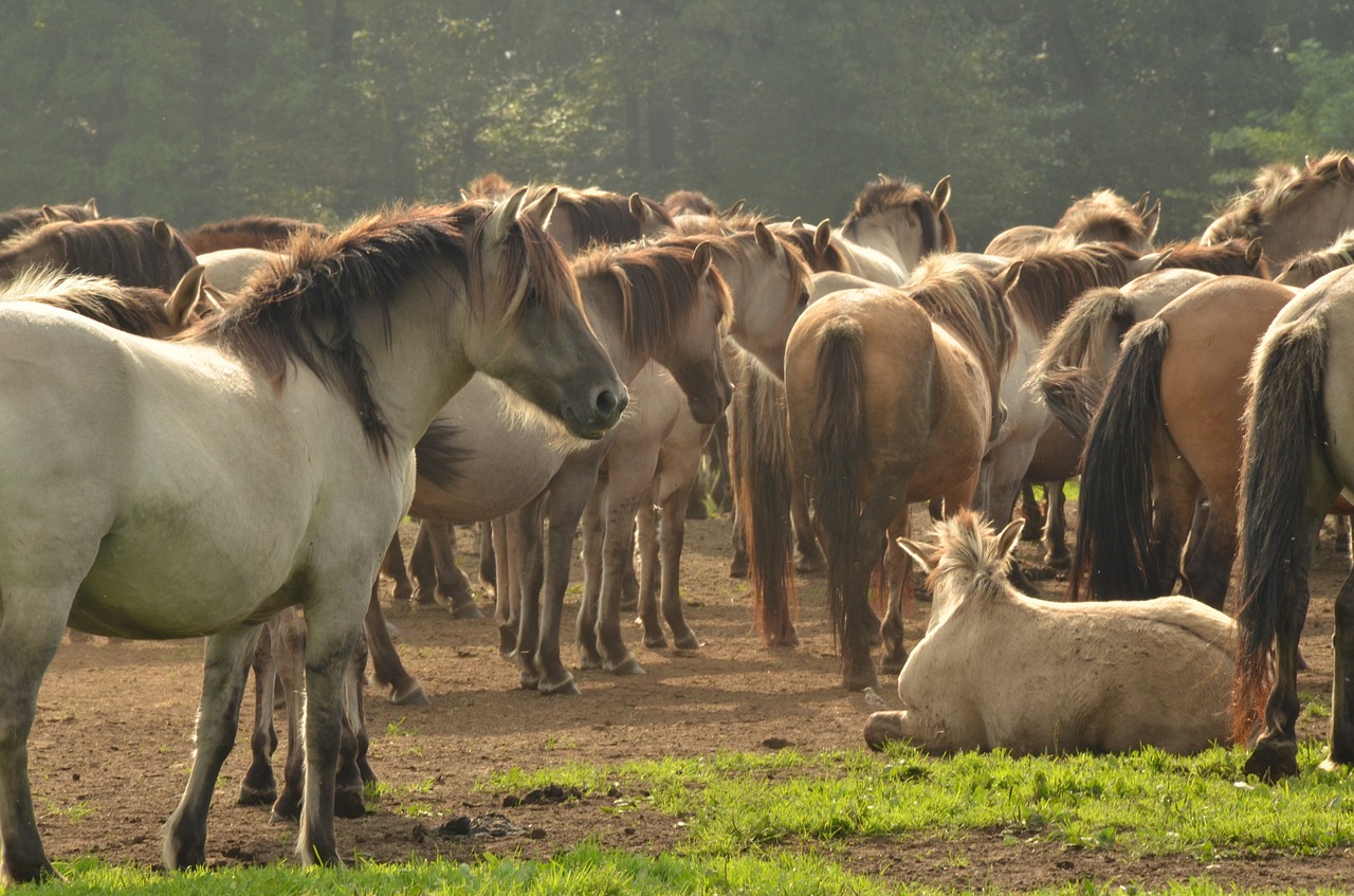 animal mammal horse free photo