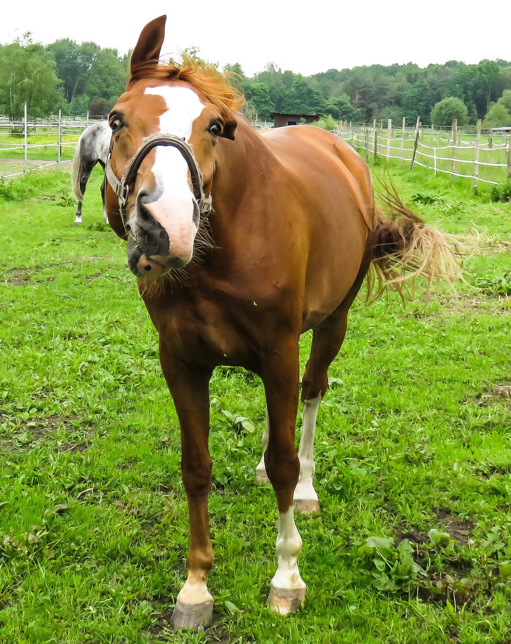 animal horse crazy free photo