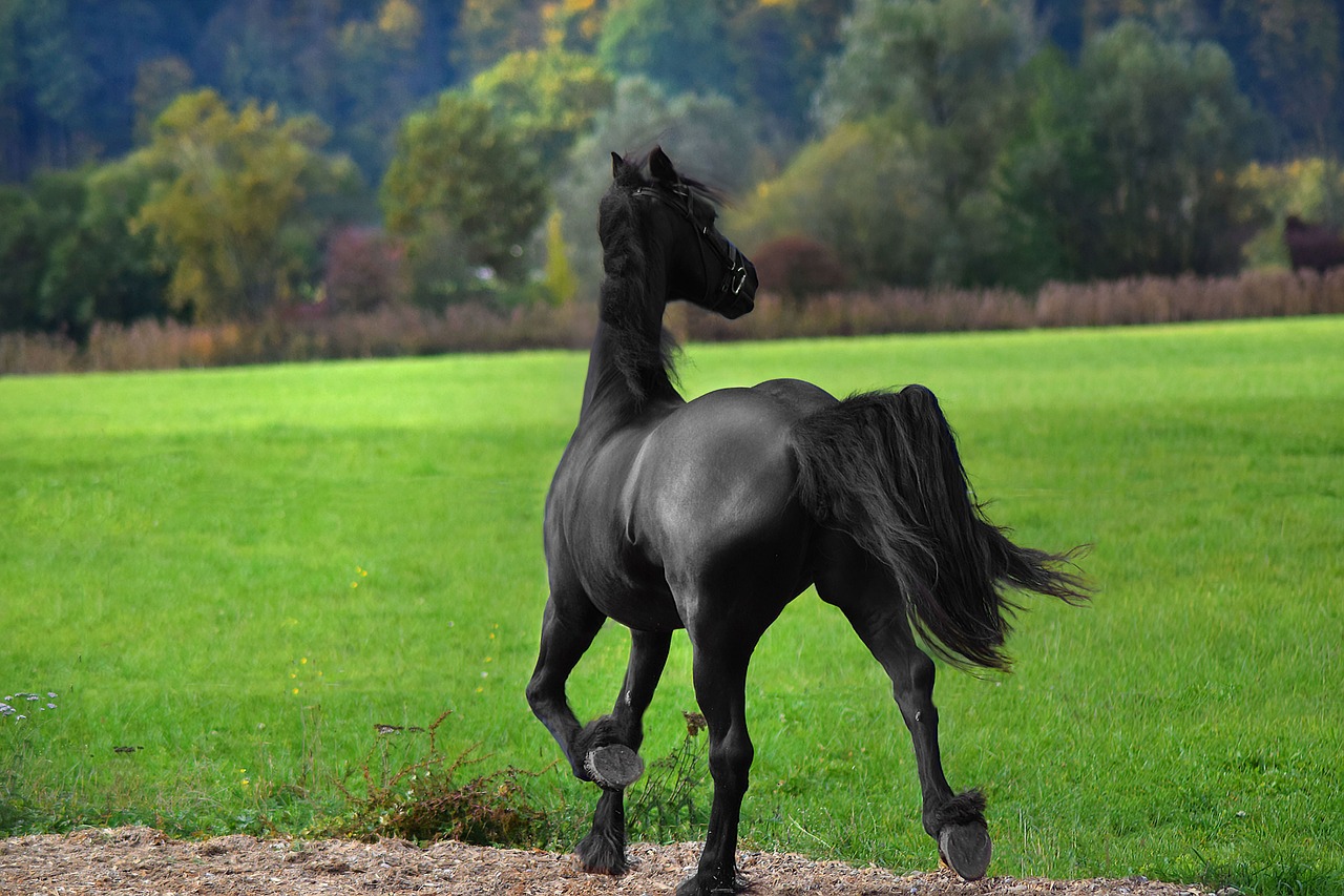 animal horse wildlife free photo