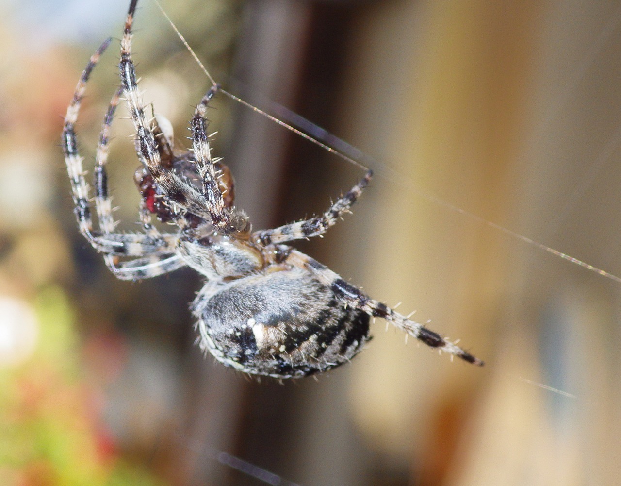 animal spider cobweb free photo