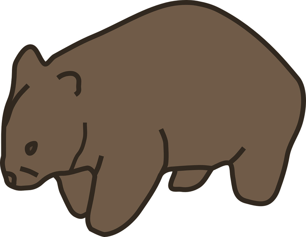 animal wombat mammal free photo