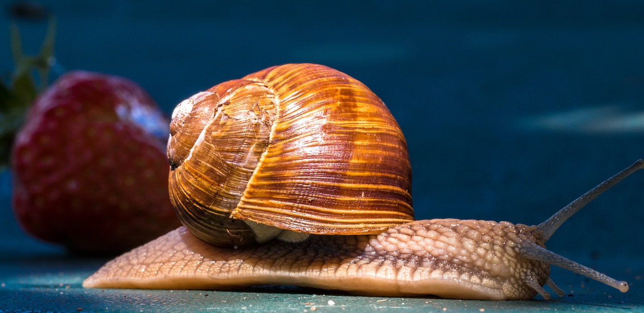 animal snail shell free photo