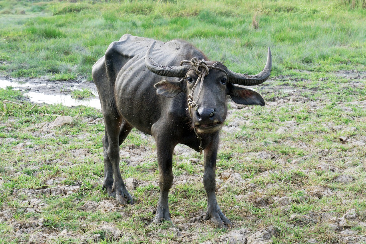 animal asia buffalo free photo