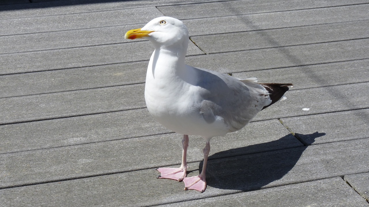 animal bird seagull free photo