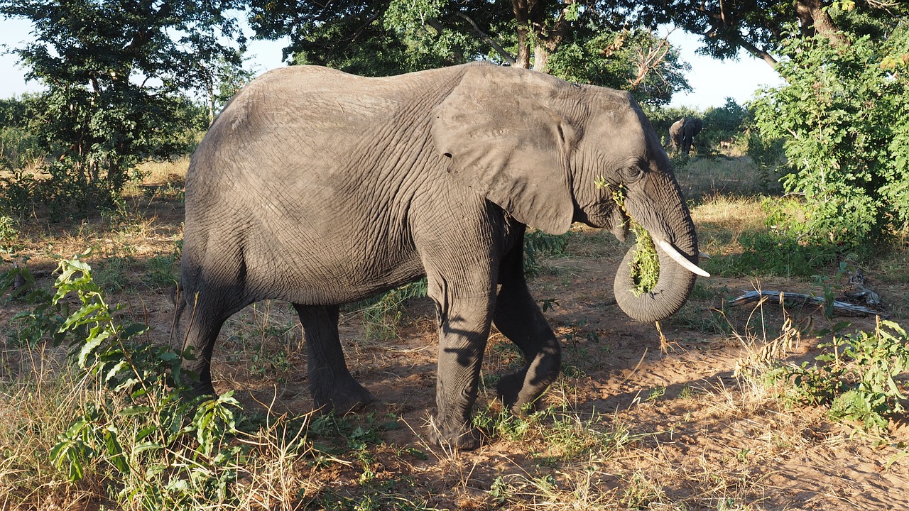 animal elephant africa free photo