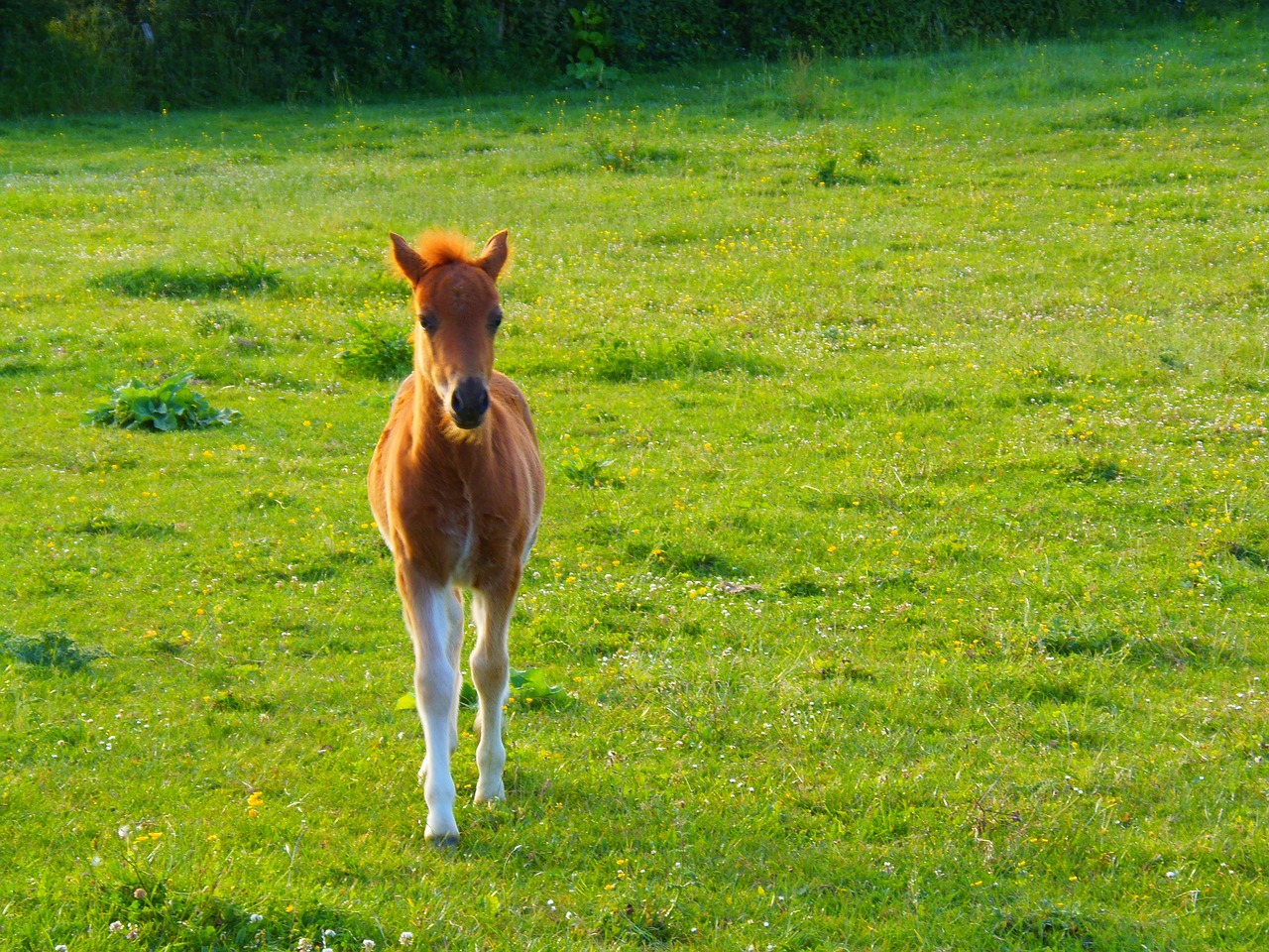 animal foal horse free photo