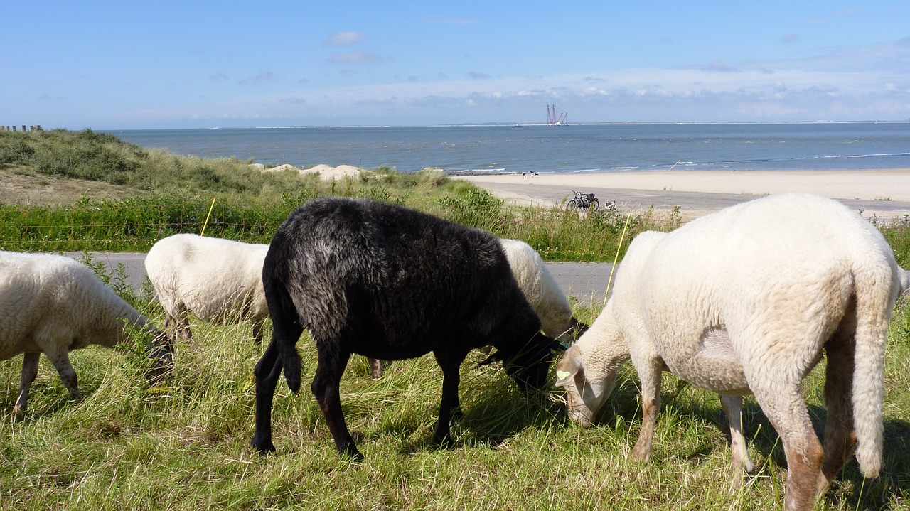 animal sheep graze free photo