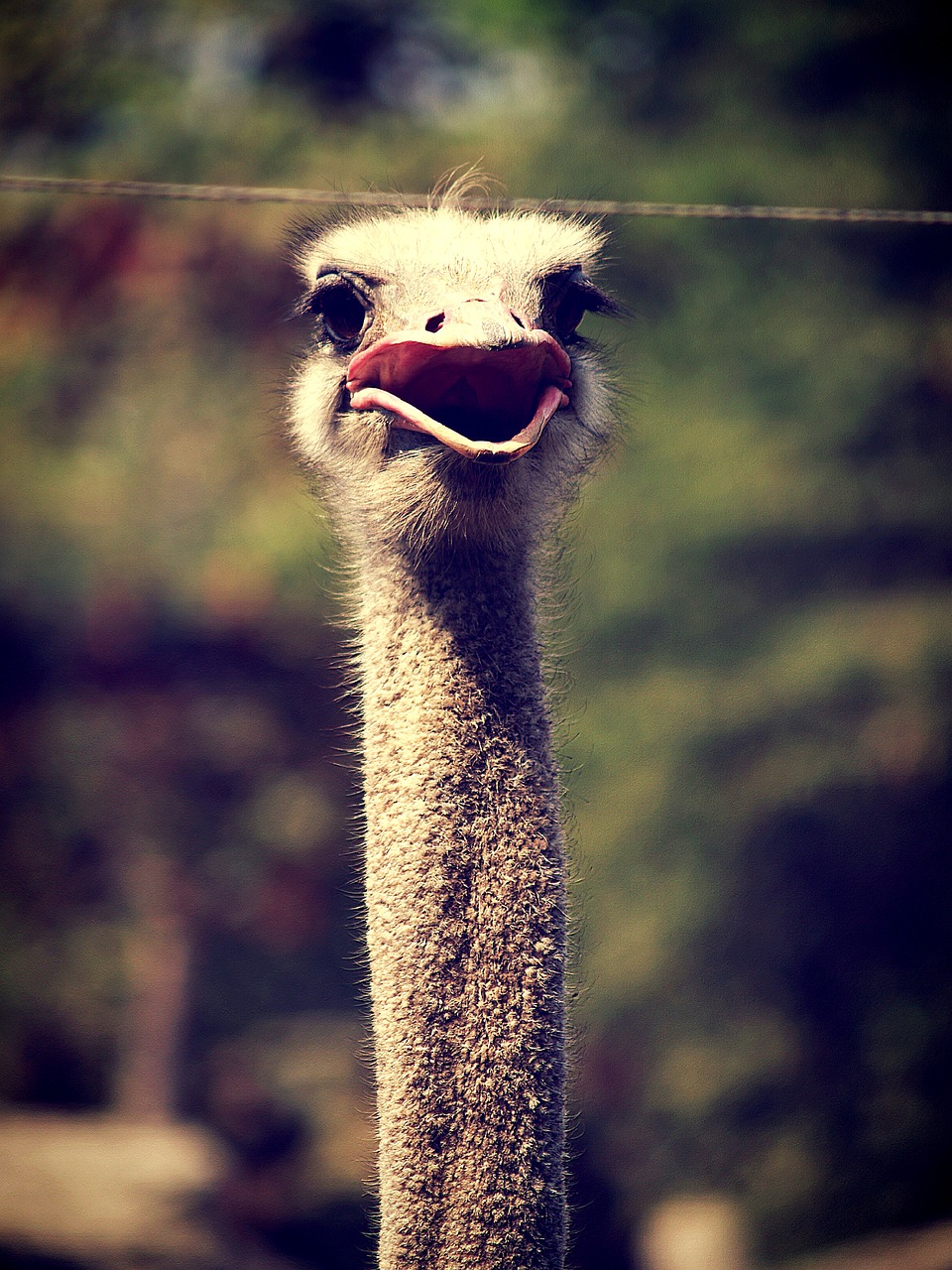 animal ostrich emu free photo