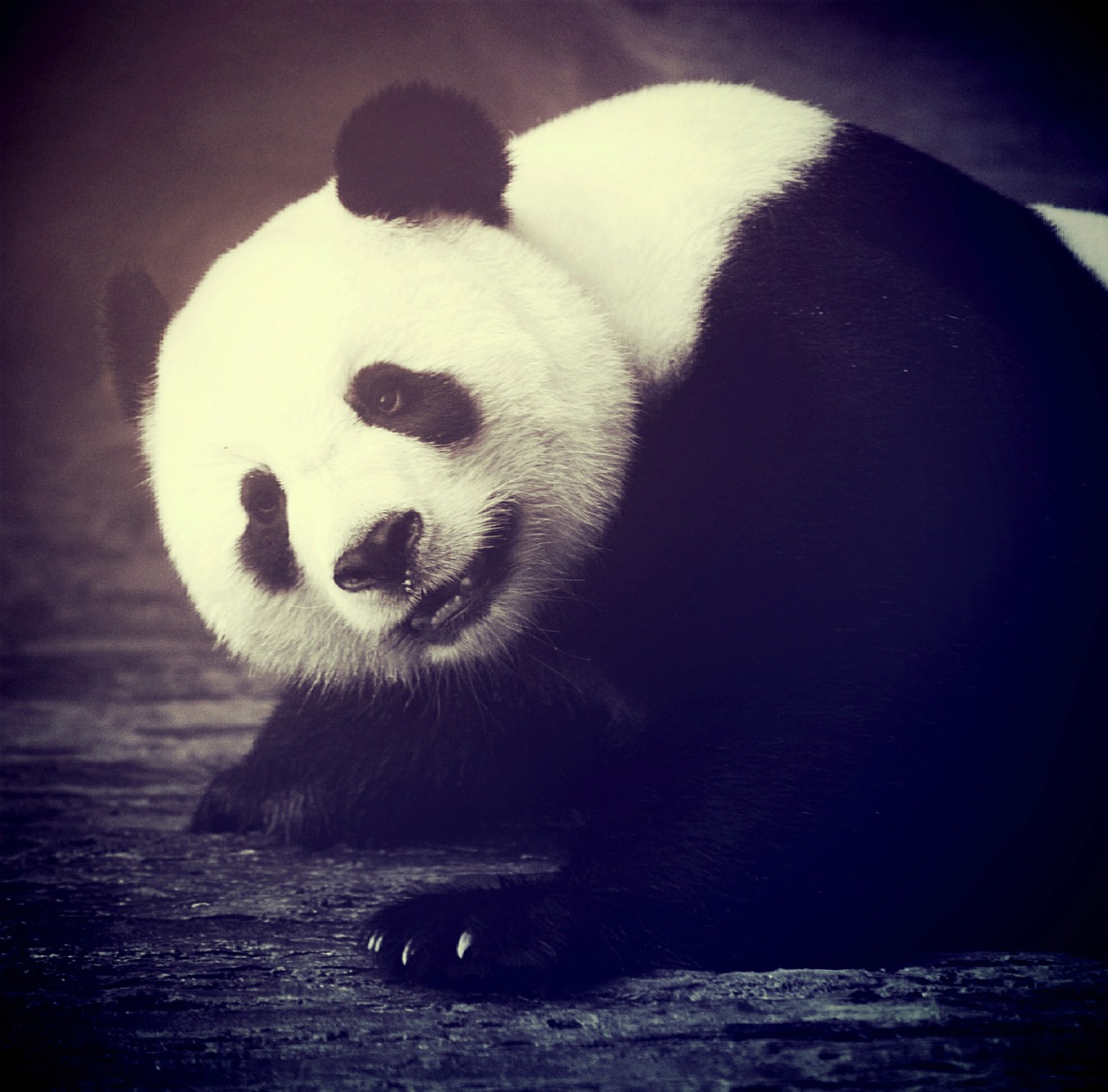 panda bear animal asia free photo