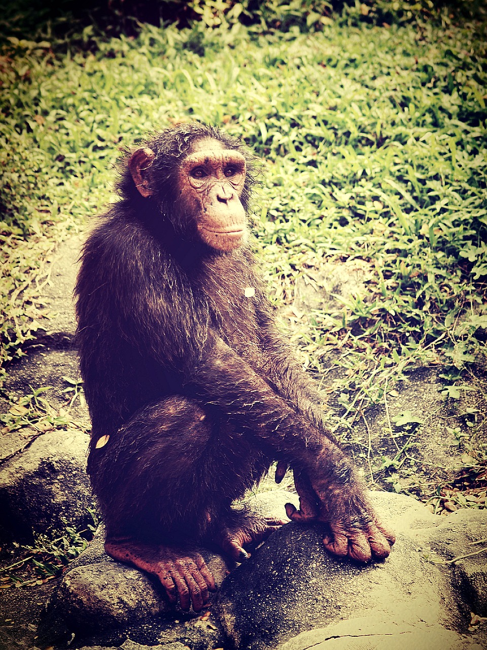 animal monkey chimp free photo