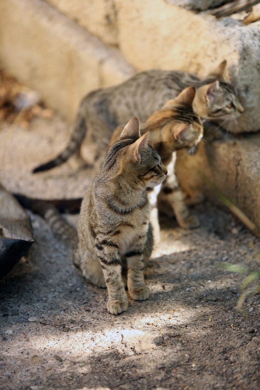 animal alley cat feline free photo