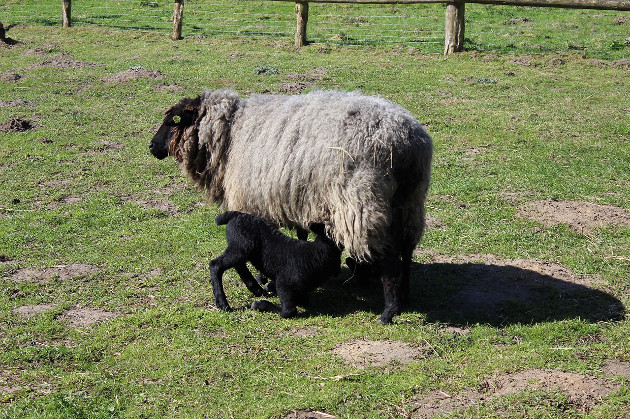 animal sheep lamb free photo