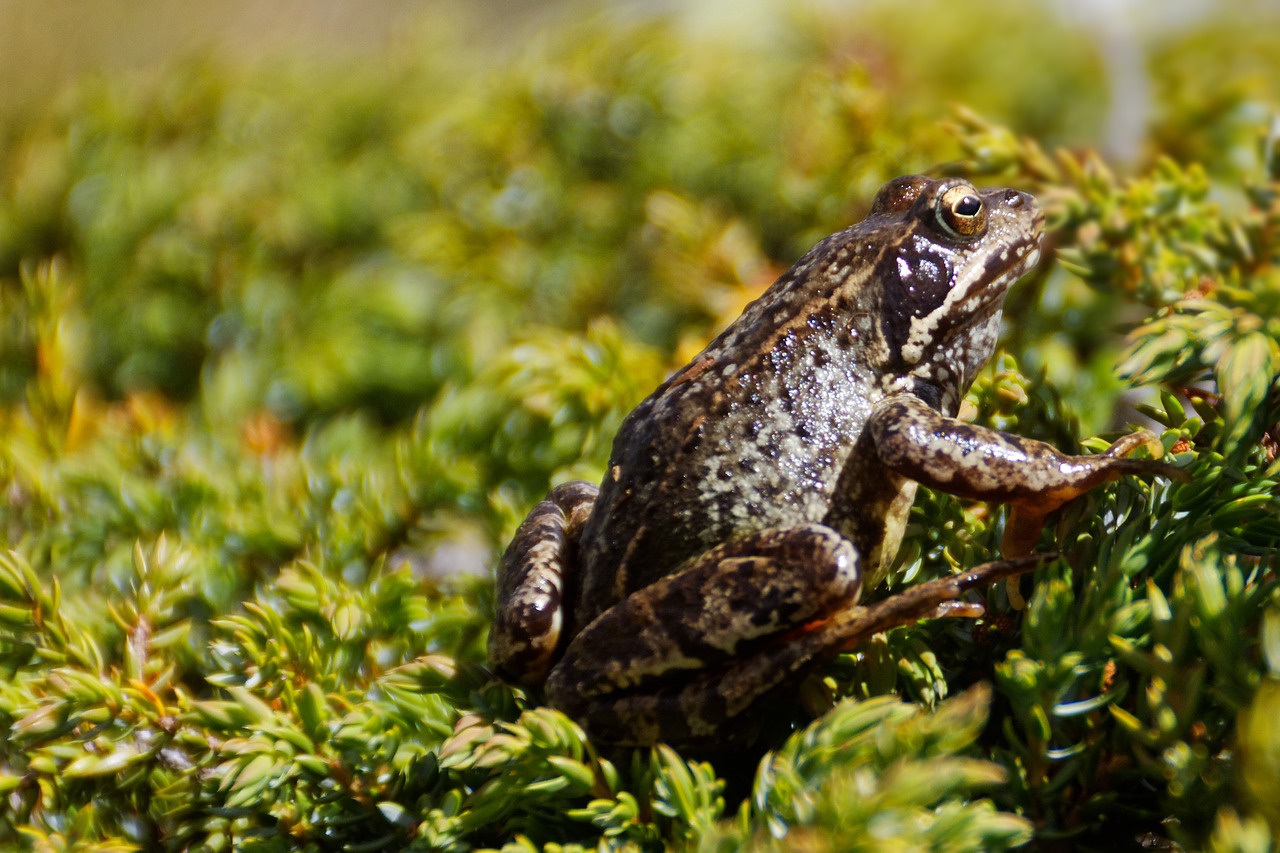 frog amphibian animal free photo
