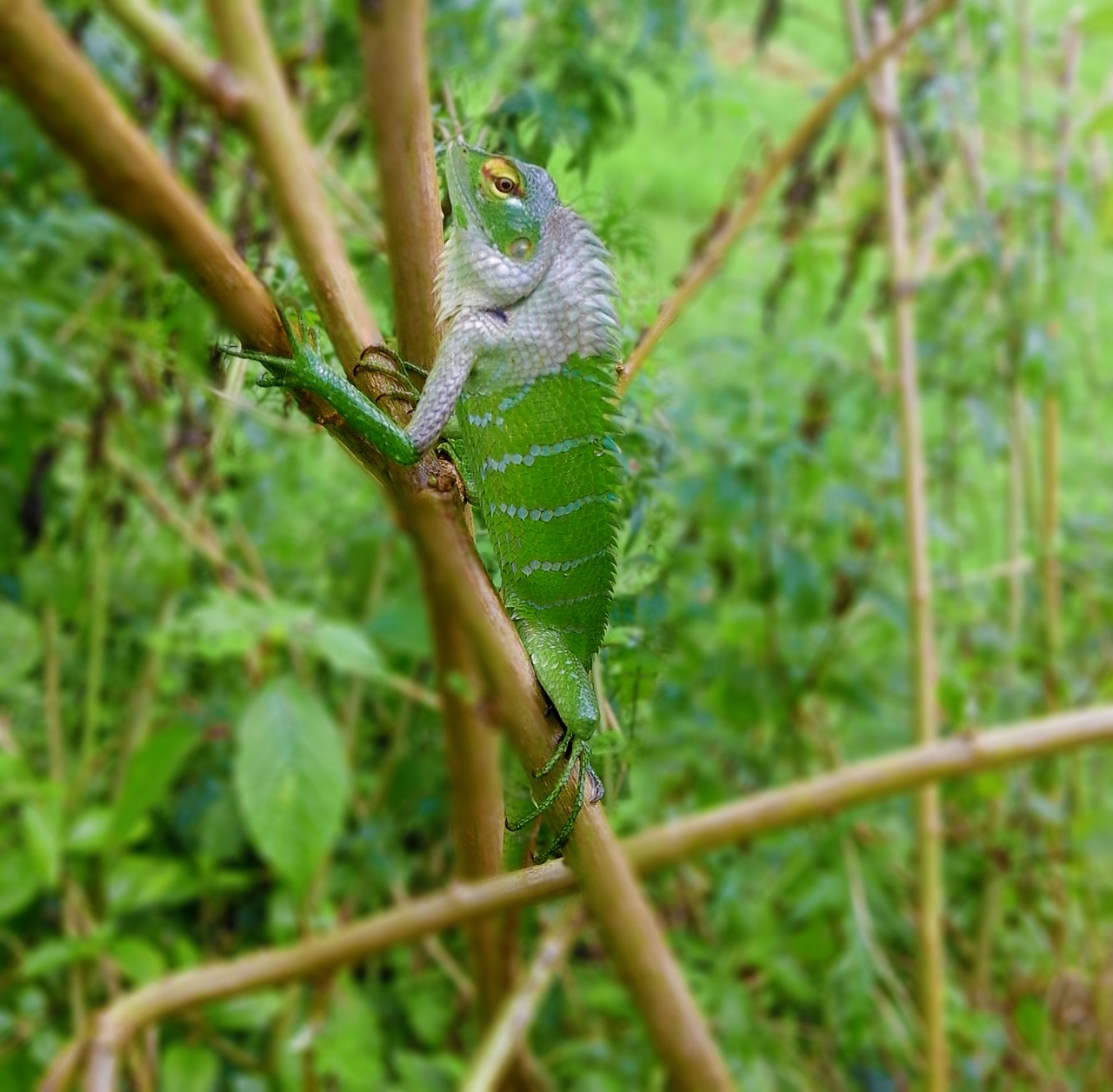 animal green nature free photo