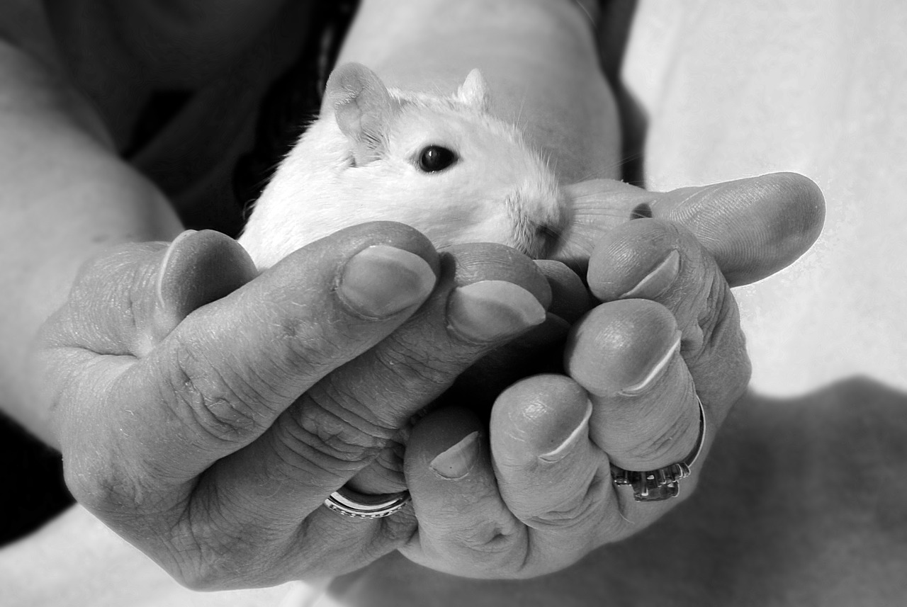 animal rodent gerbil free photo