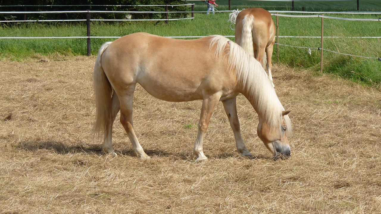 animal horse haflinger free photo