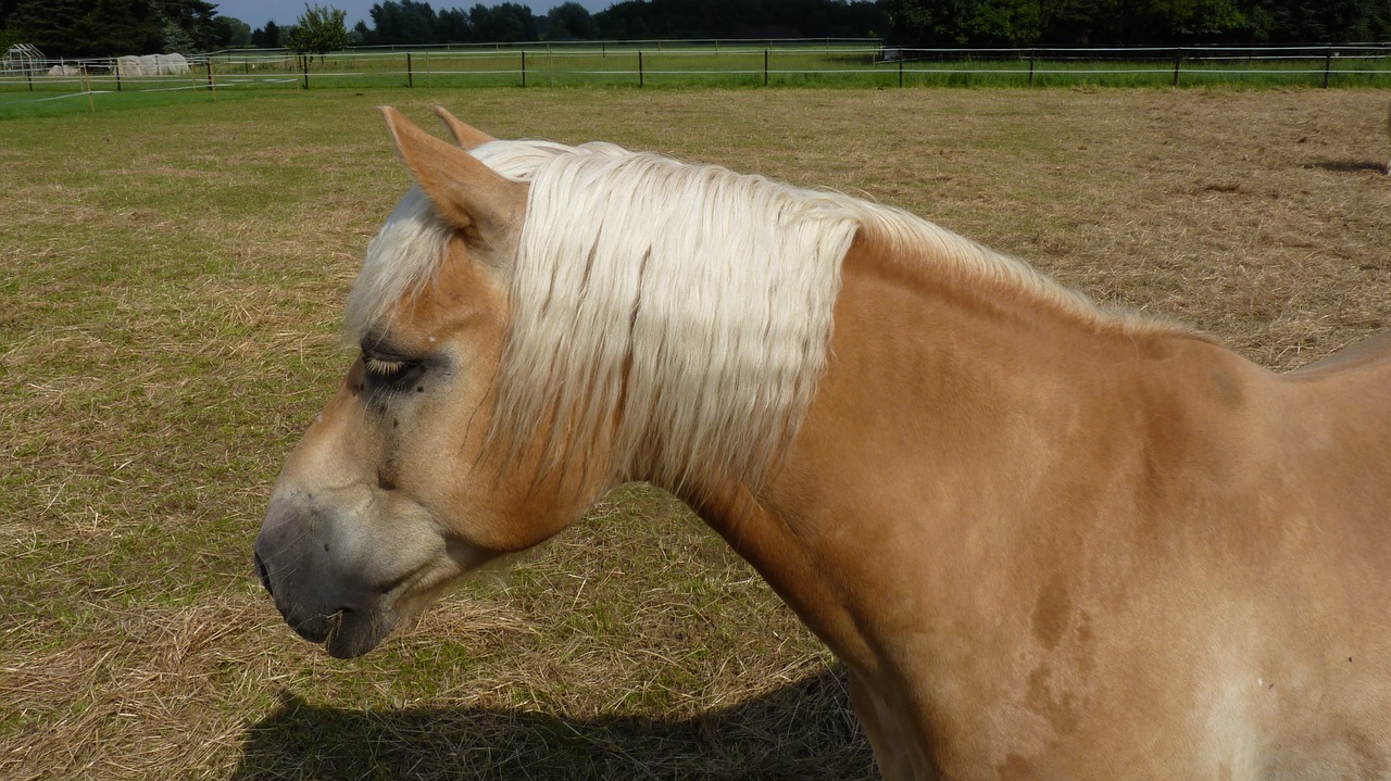 animal horse haflinger free photo