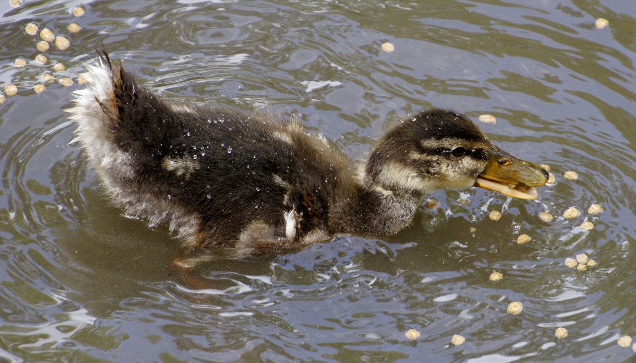 animal duckling brood free photo