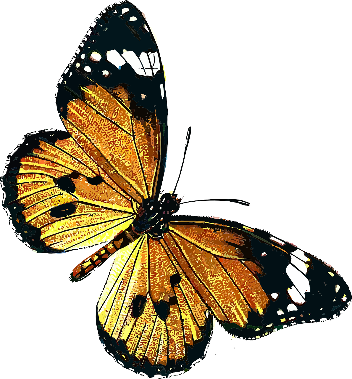 animal butterfly insect free photo