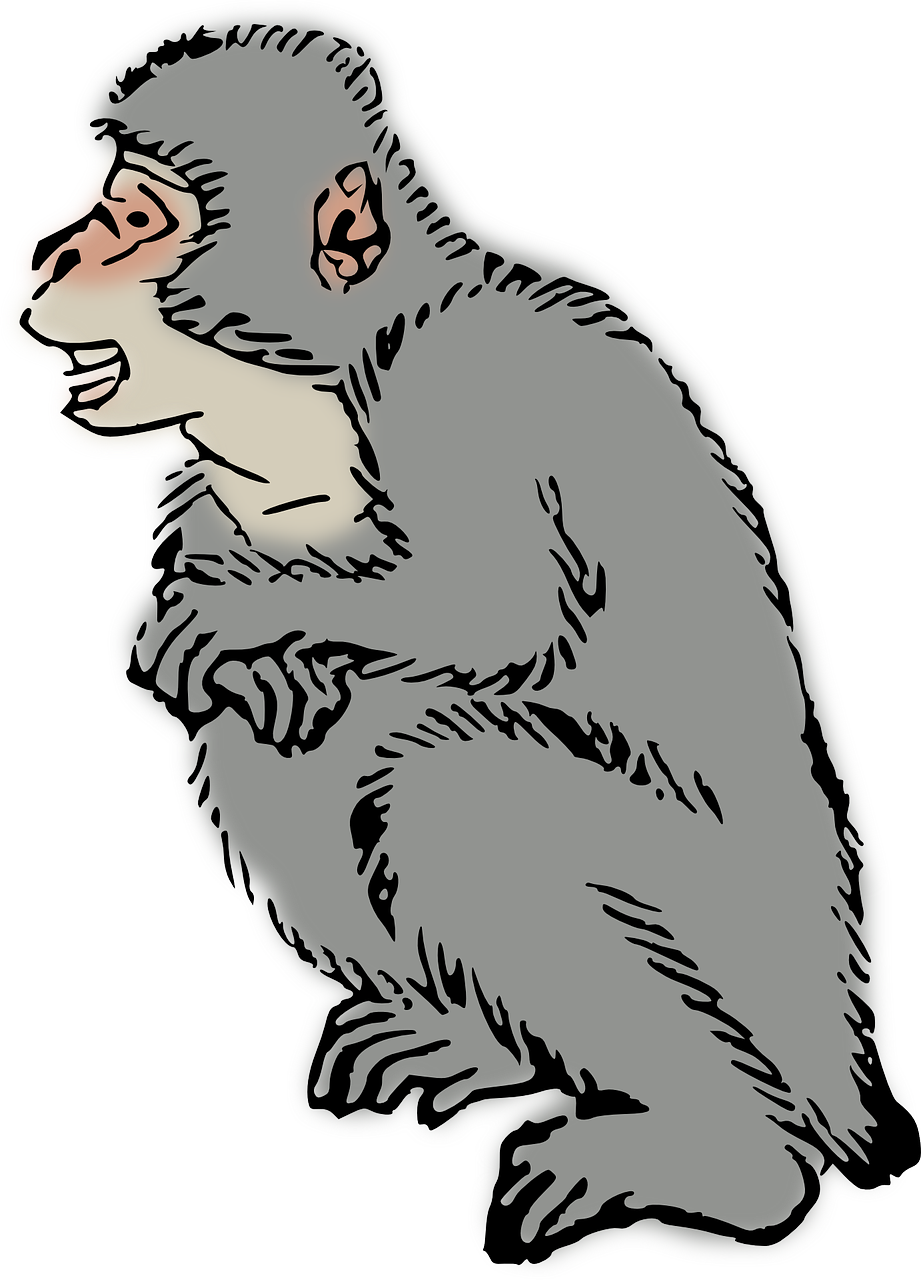 animal macaque monkey free photo