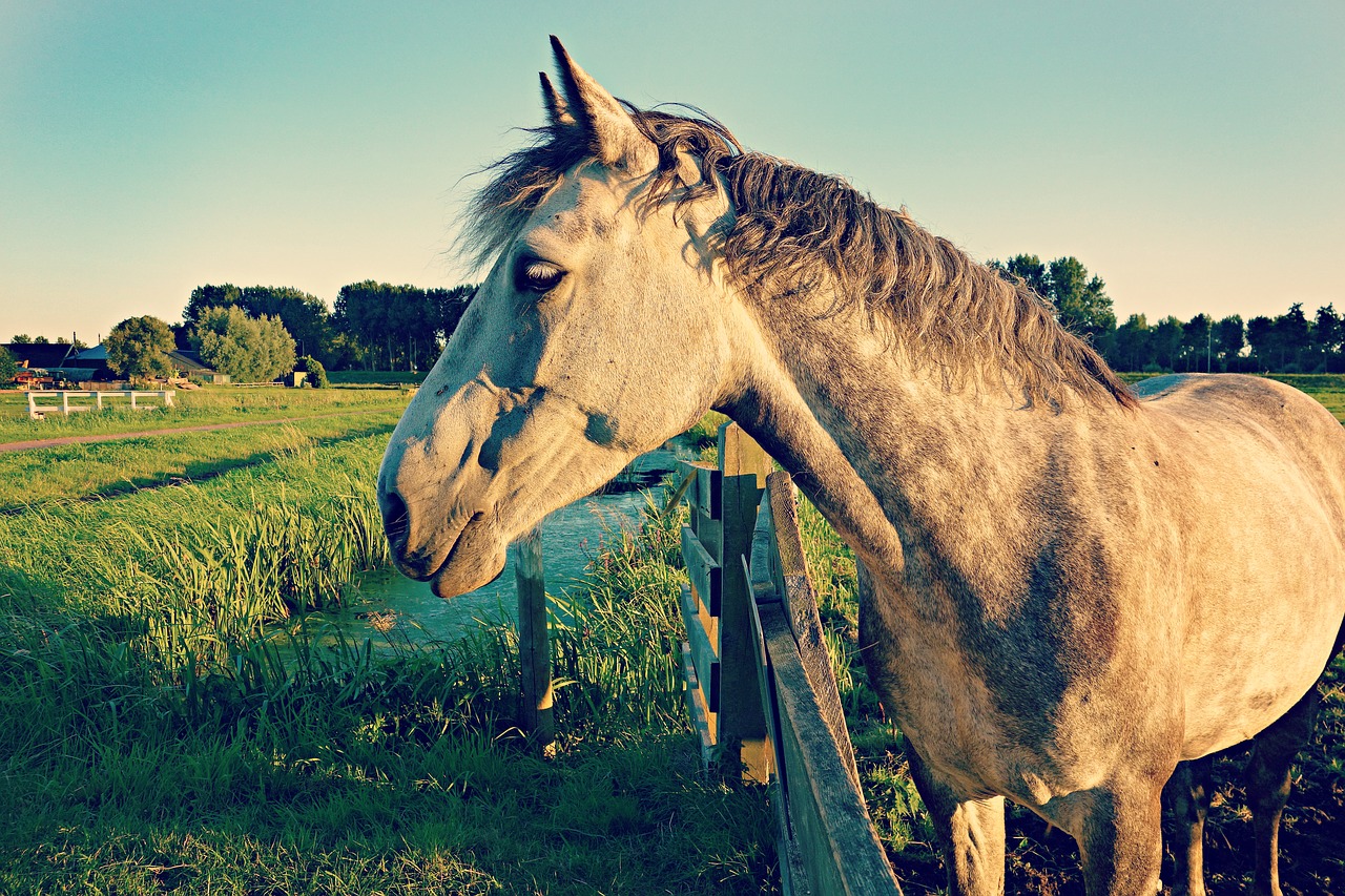 animal meadow head free photo