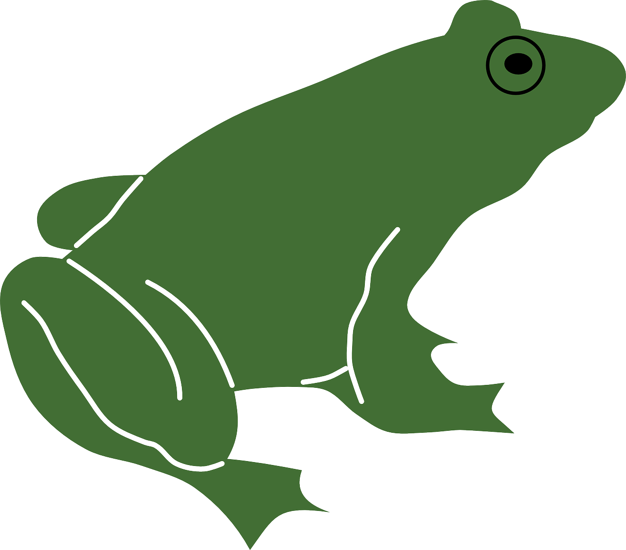animal frog green free photo