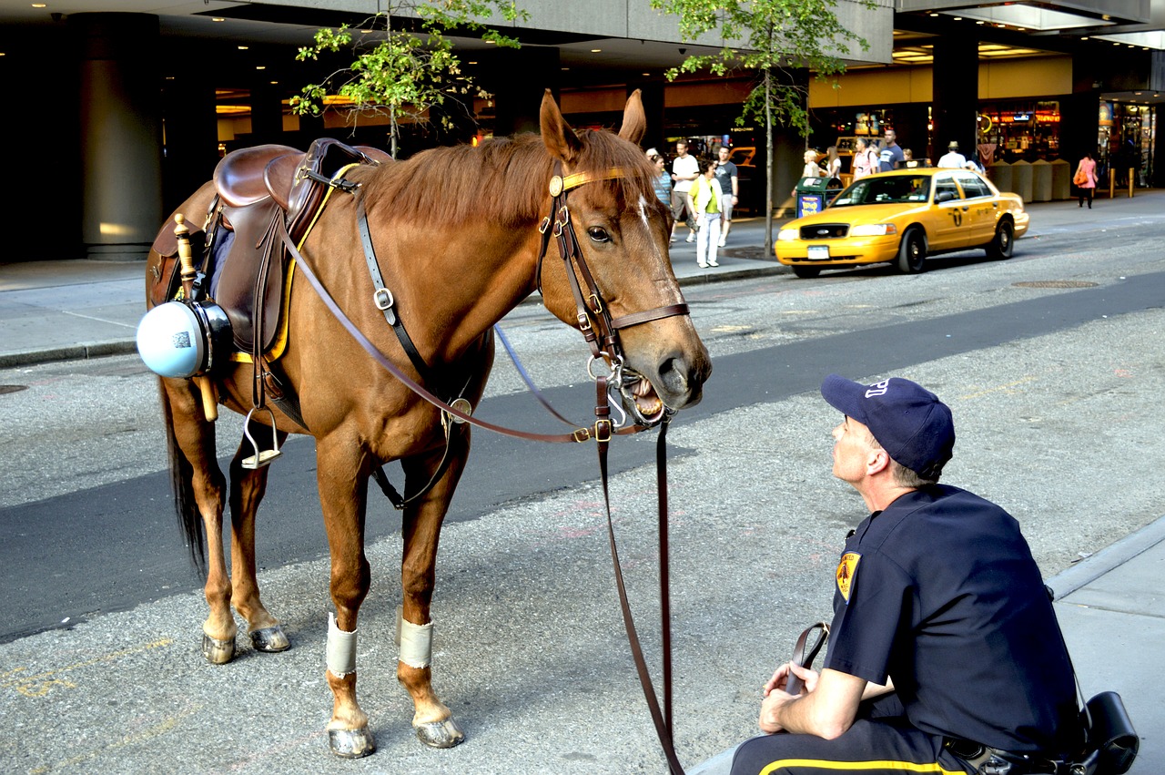 animal horse brown free photo