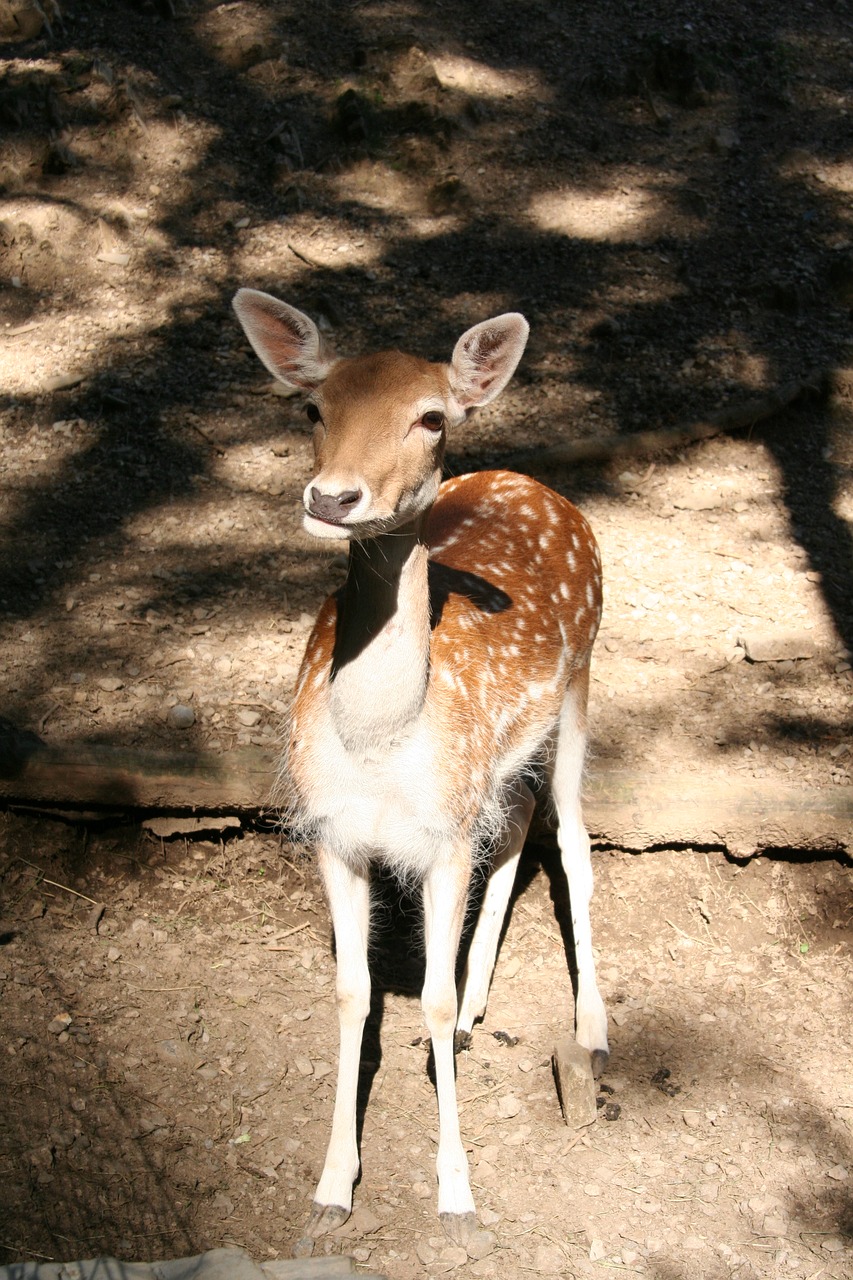 suede animal wildlife free photo