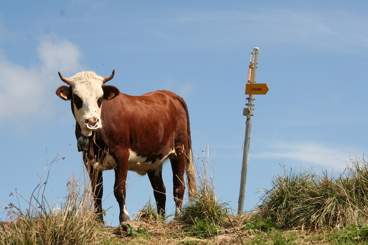 animal cow cattle free photo