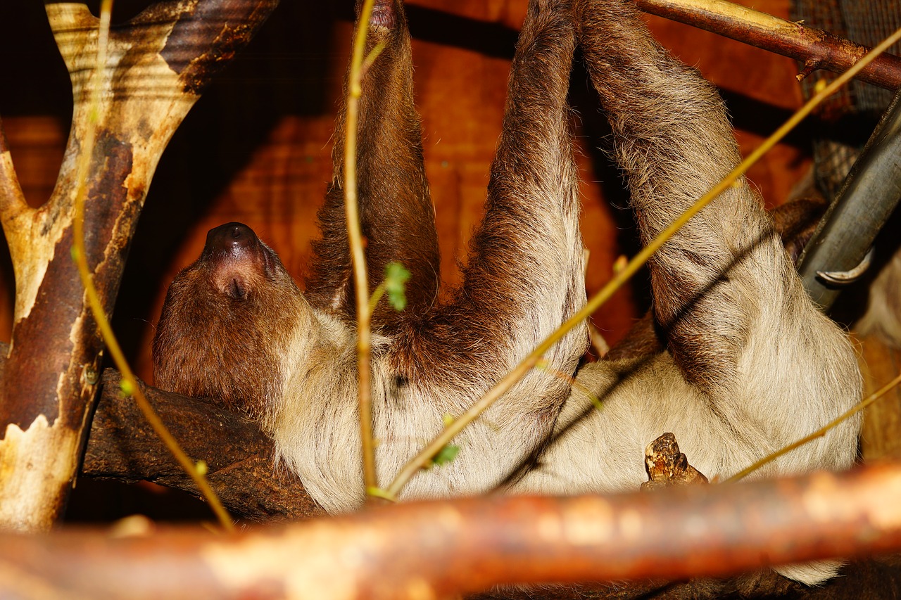 animal sloth close free photo