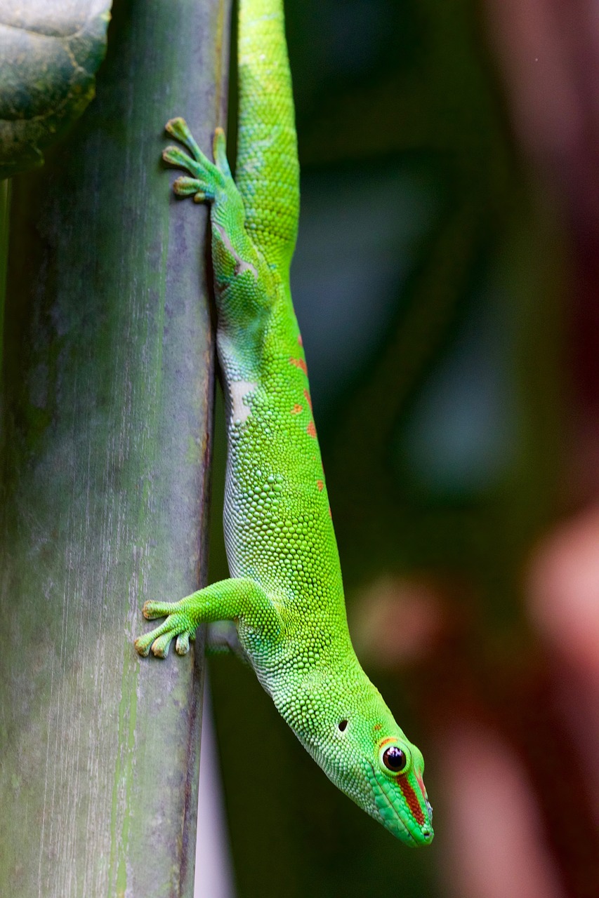 animal lizard gecko free photo