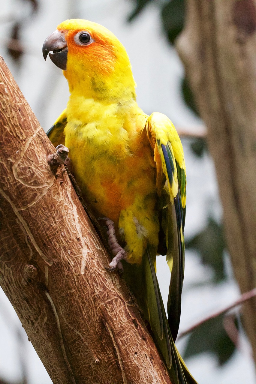 animal bird parrot free photo