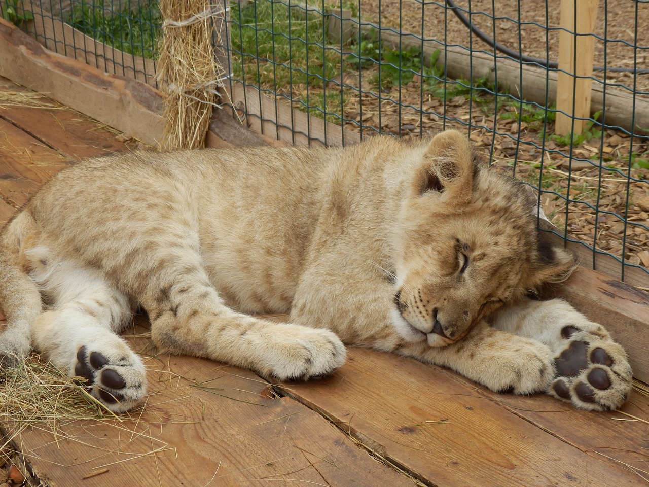 animal the lion cub free photo