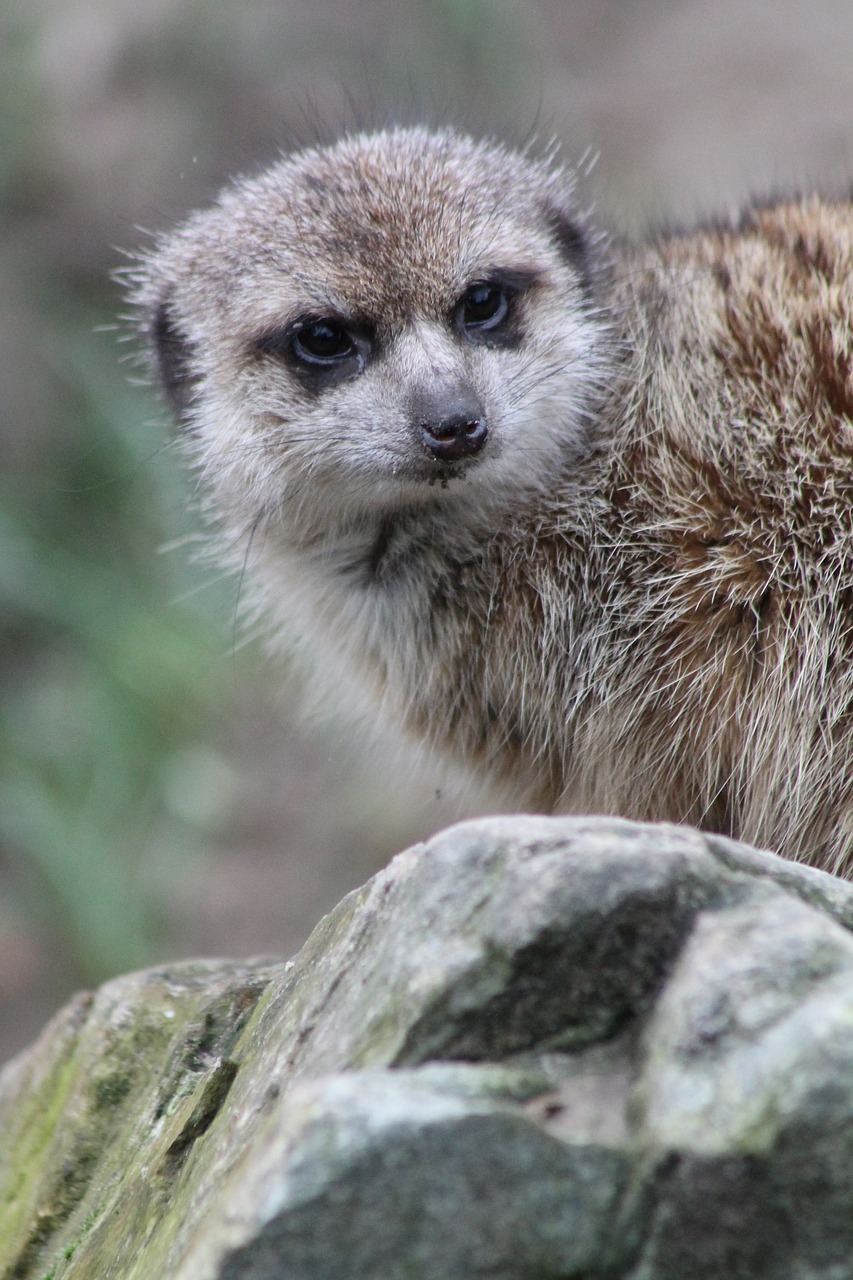 animal zoo meerkat free photo