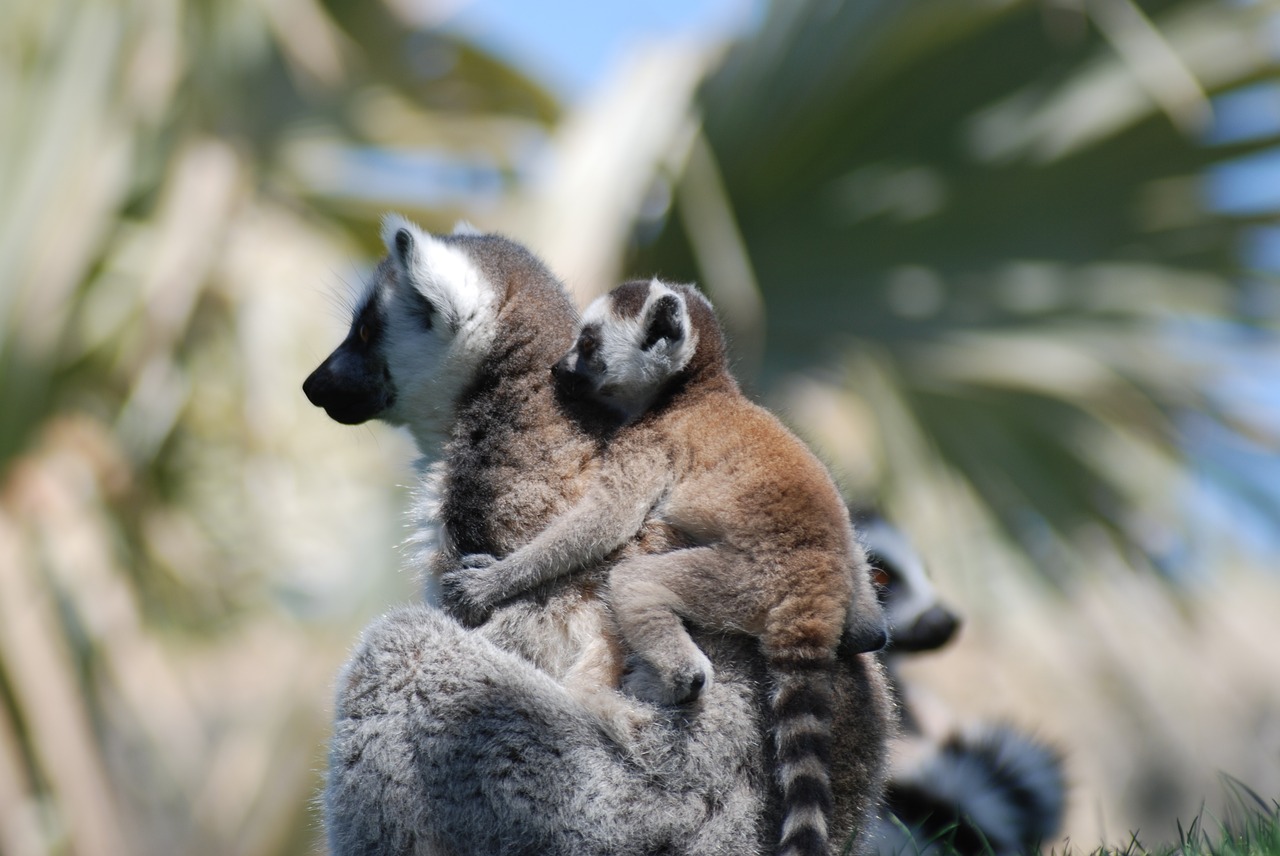 animal lemur nature free photo