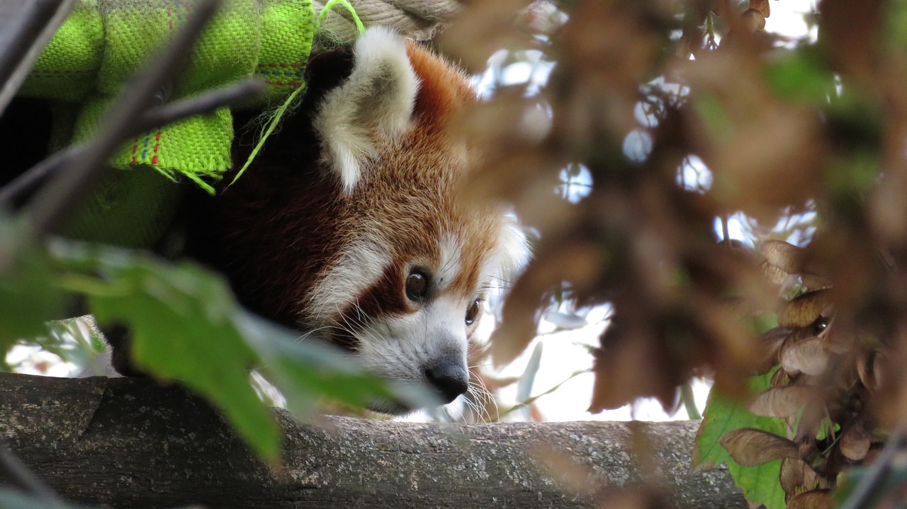 animal red panda panda free photo