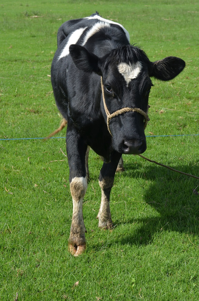 animal cow livestock free photo