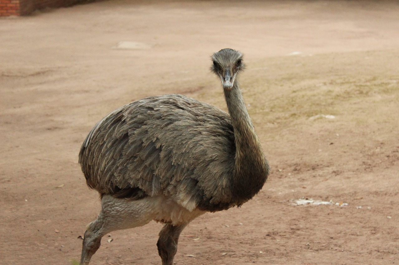 animal bird zoo free photo