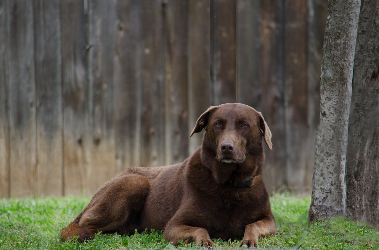 animal dog brown free photo