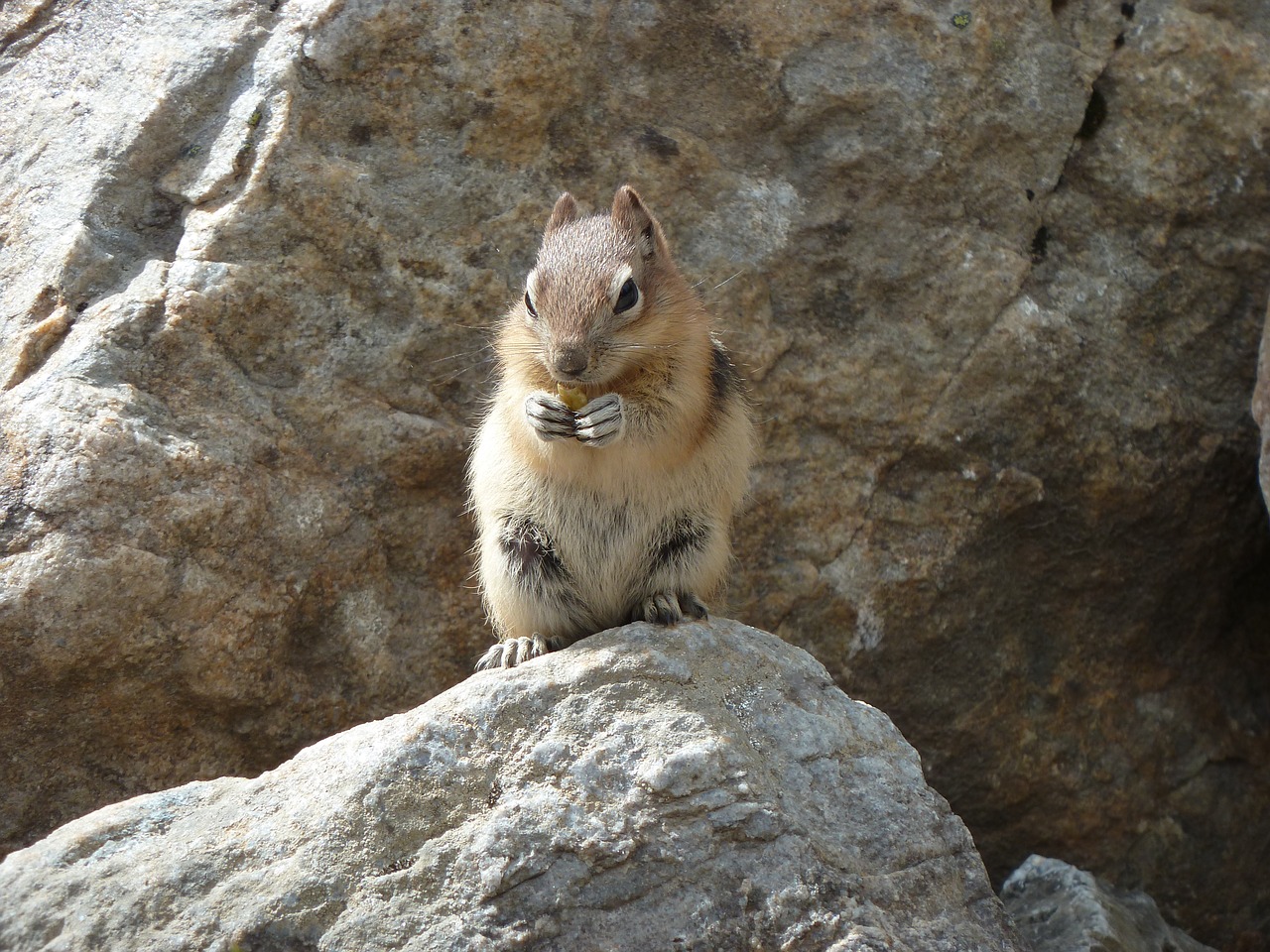 animal rodent canada free photo