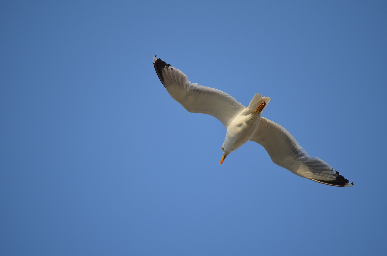 animal bird sea free photo