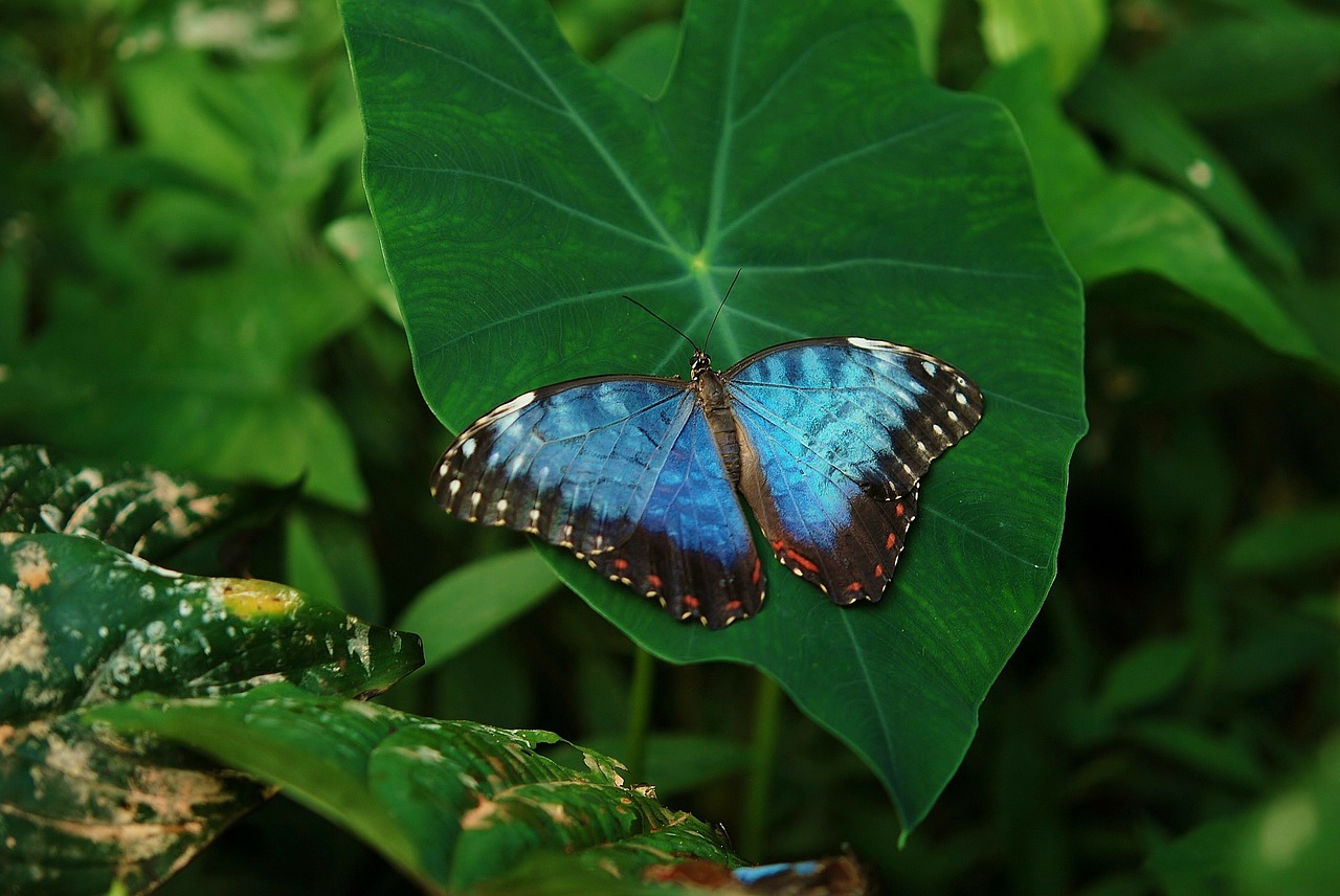 animal beautiful blue free photo