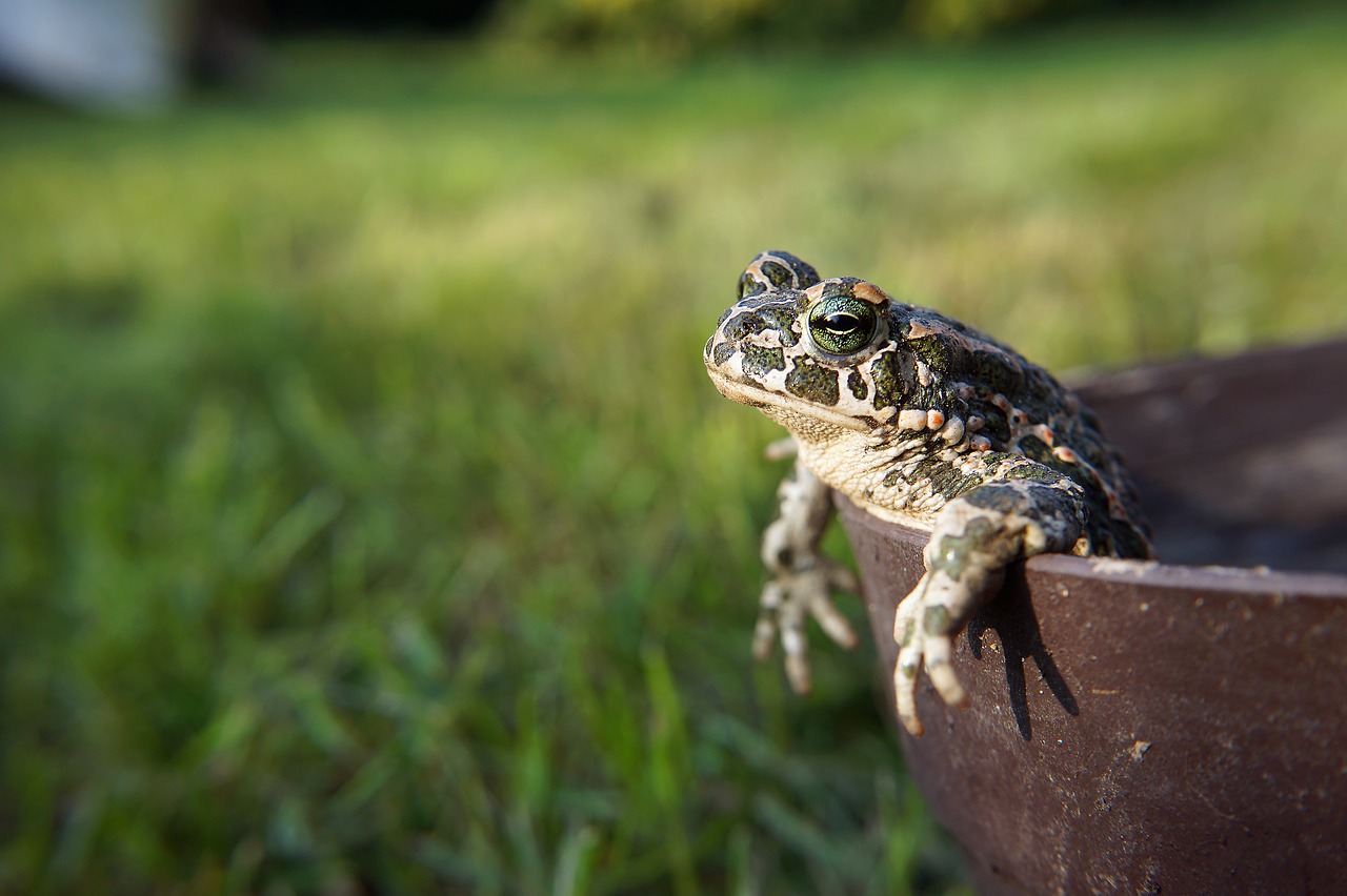 animal frog toad free photo