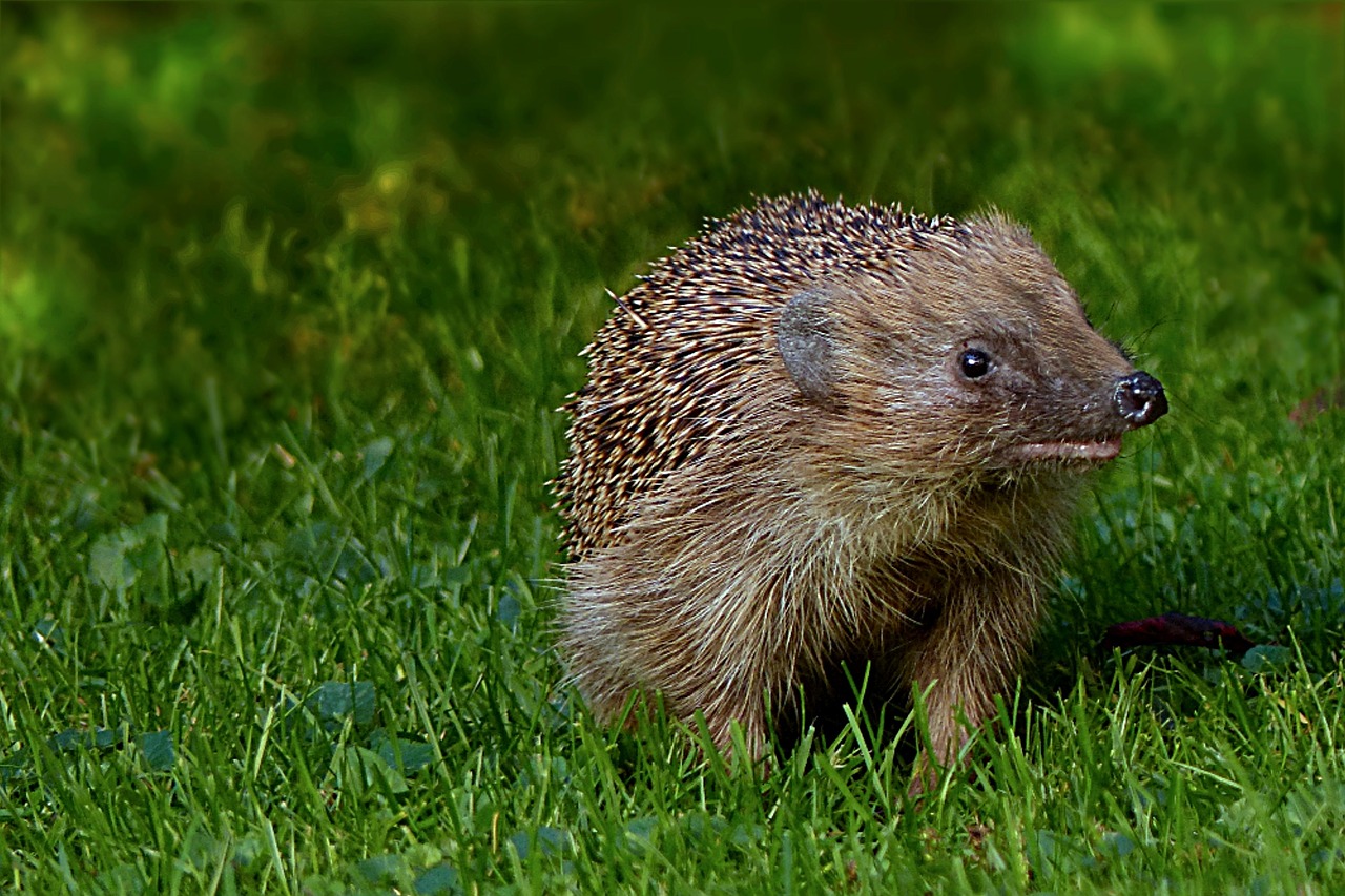 animal mammal hedgehog free photo