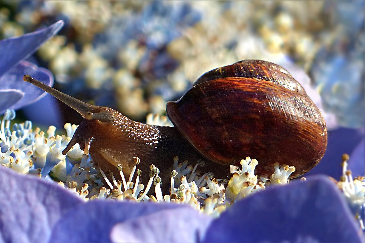 animal mollusk snail free photo