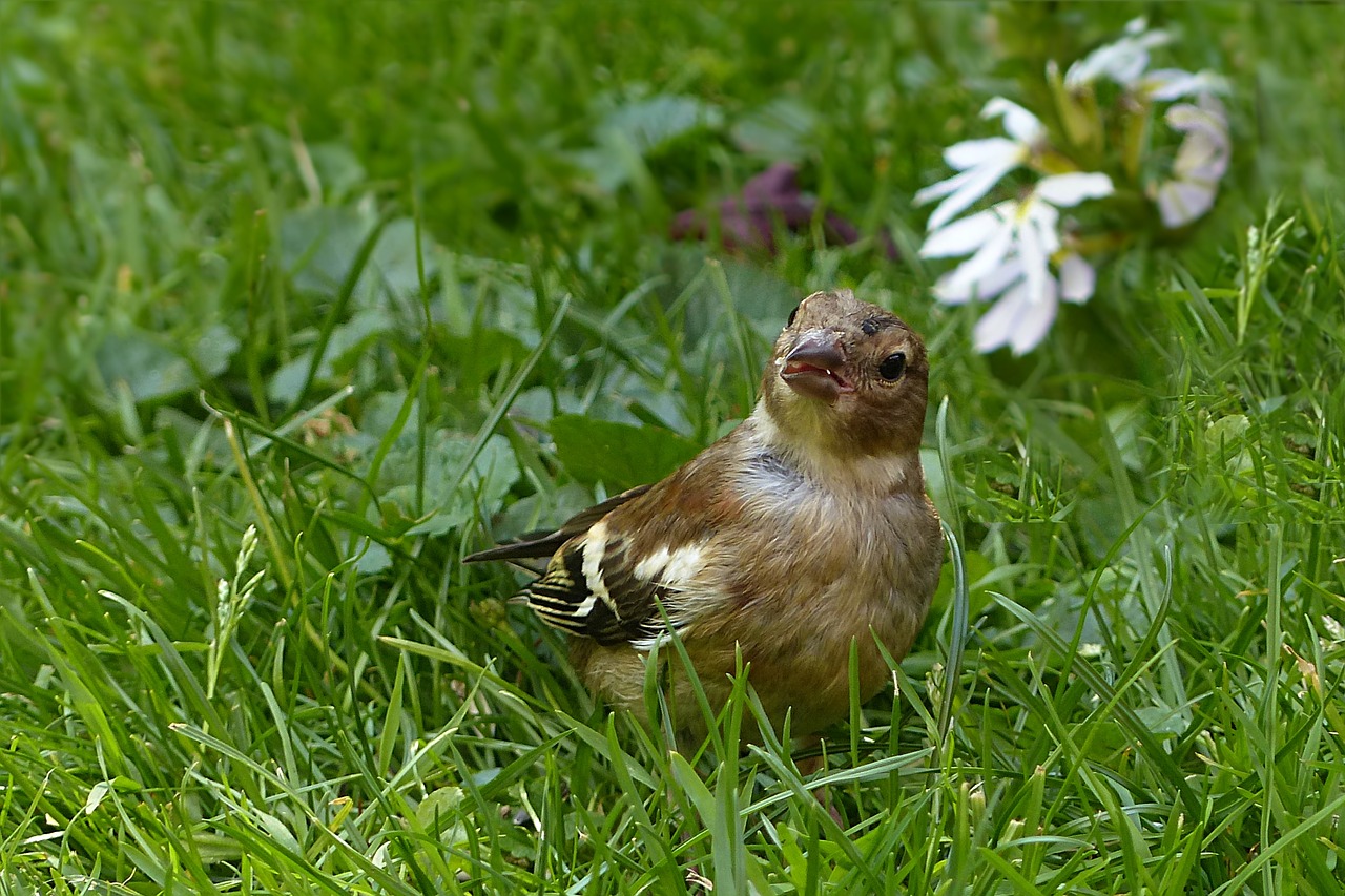 animal bird chaffinch free photo