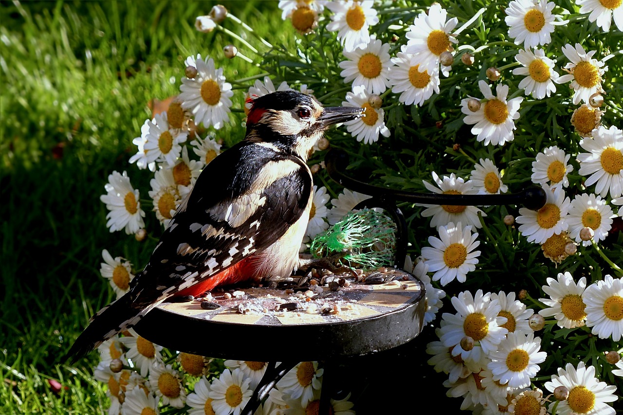 animal bird great spotted woodpecker free photo