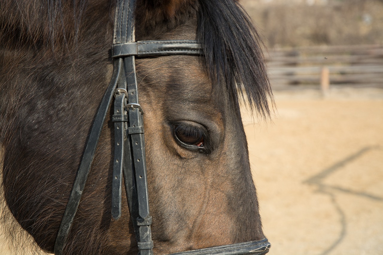 animal horse eye free photo