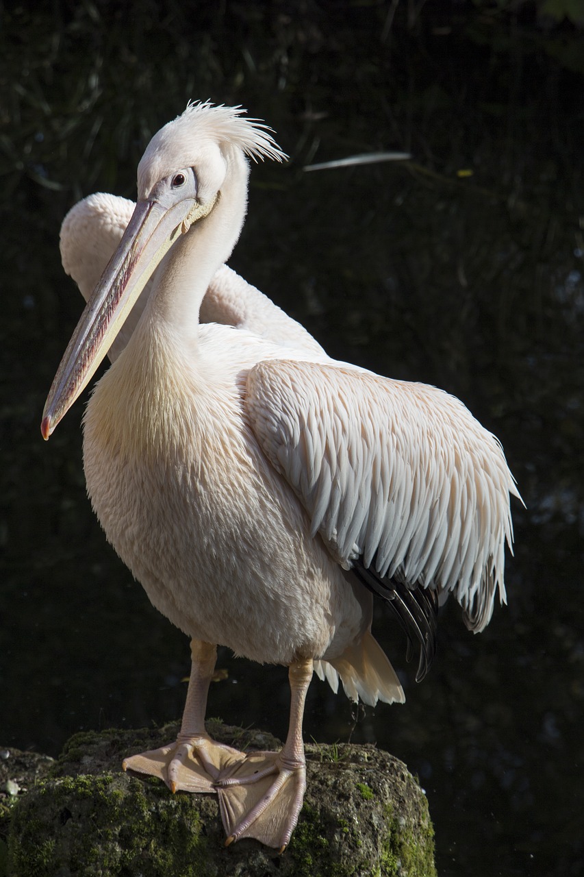 pelican white feather free photo