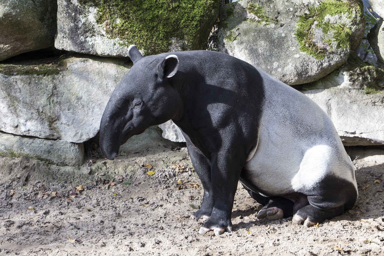 malayan tapir asian tapir animal free photo